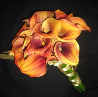 calla somon
